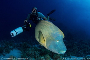 Diver and Napoleon Wrasse by Pietro Cremone 